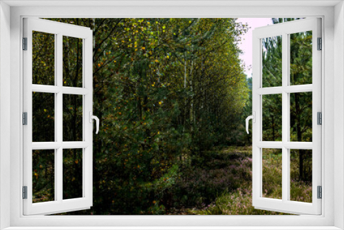 Fototapeta Naklejka Na Ścianę Okno 3D - young birch forest in Poland