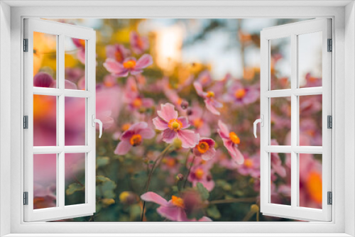 Fototapeta Naklejka Na Ścianę Okno 3D - Gentle pink flowers of anemones outdoors in summer spring close-up on autumn sunset background with soft blurred colors. Dreamy landscape, beauty of nature. Romantic floral bokeh garden scenic
