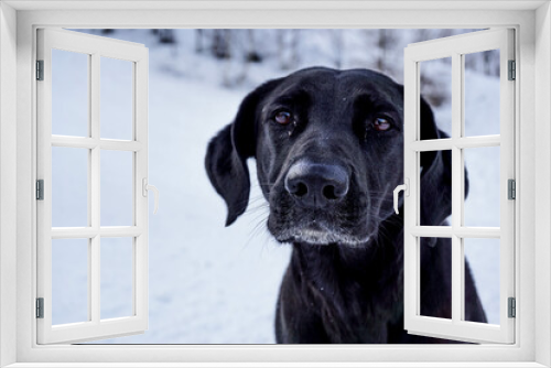 Fototapeta Naklejka Na Ścianę Okno 3D - Snow dog
