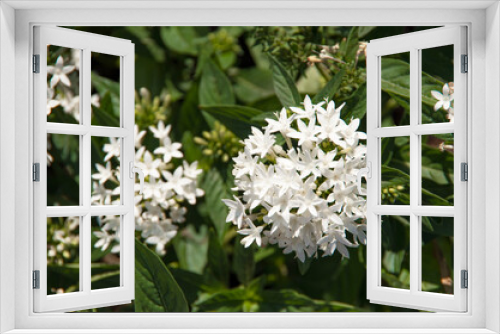 Fototapeta Naklejka Na Ścianę Okno 3D - white flowers in the garden. white flower with green leaves