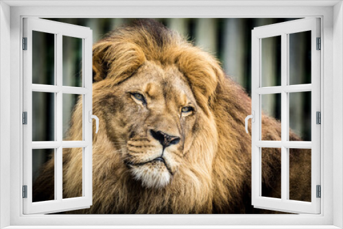 Fototapeta Naklejka Na Ścianę Okno 3D - Lion