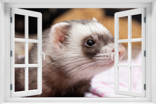 Fototapeta Naklejka Na Ścianę Okno 3D - portrait of a little ferret