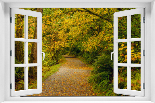 Fototapeta Naklejka Na Ścianę Okno 3D - Ferns and fall colors on BC forest trail