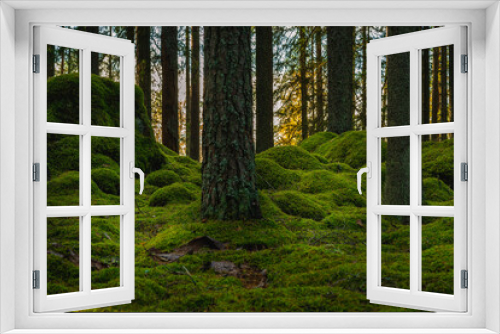 Fototapeta Naklejka Na Ścianę Okno 3D - Old pine and fir forest with green moss covering rocks and the forest floor