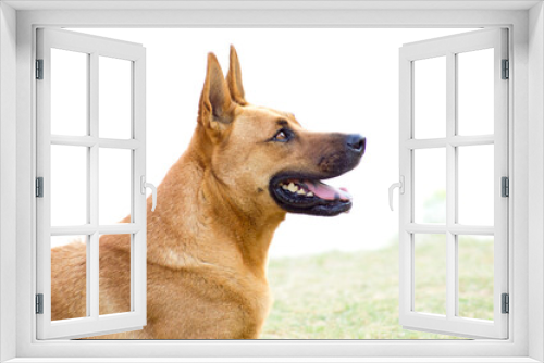 Fototapeta Naklejka Na Ścianę Okno 3D - toffee dog siting