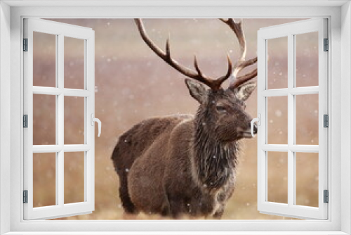 Fototapeta Naklejka Na Ścianę Okno 3D - A Red Deer stag in a winter storm. Taken in Scotland