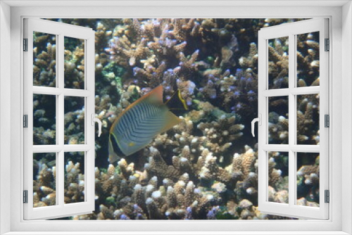 Fototapeta Naklejka Na Ścianę Okno 3D - スリランカ　ピジョン島国立公園の魚