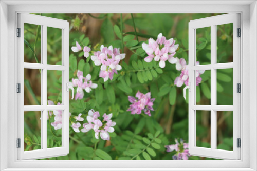 Fototapeta Naklejka Na Ścianę Okno 3D - Securigera or Coronilla varia white and pink flowersin the meadow. Purple crown vetch on summer