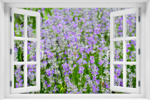 Fototapeta Naklejka Na Ścianę Okno 3D - Many small blue lavender flowers in a garden in a sunny summer day photographed with selective focus, beautiful outdoor floral background.