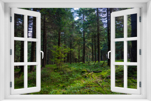 Fototapeta Naklejka Na Ścianę Okno 3D - lush mountain forest in central Europe