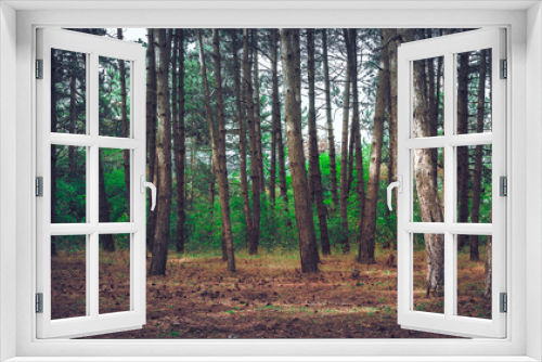 Fototapeta Naklejka Na Ścianę Okno 3D - A beautiful natural forest. Forest landscape
