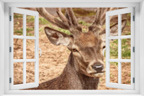Fototapeta Naklejka Na Ścianę Okno 3D - Portrait of a deer