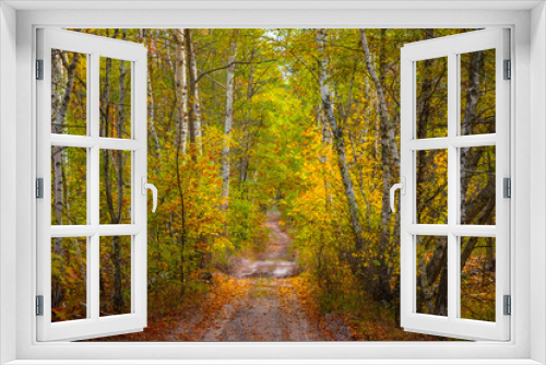 Fototapeta Naklejka Na Ścianę Okno 3D - ground road in red dry birch forest, quiet autumn forest