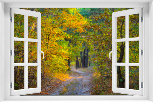 Fototapeta Naklejka Na Ścianę Okno 3D - ground road in red dry forest, quiet autumn forest