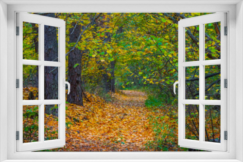 Fototapeta Naklejka Na Ścianę Okno 3D - ground road in forest covered by dry leaves, autumn natural background