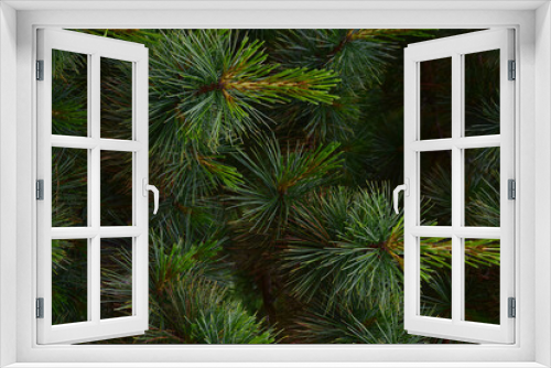 Fototapeta Naklejka Na Ścianę Okno 3D - Close-up of pine branches for the entire frame with well-visible individual needles and beautiful green hues