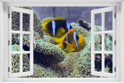 Fototapeta Naklejka Na Ścianę Okno 3D - anemone fish in the sea anemone