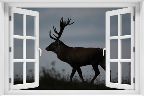 Fototapeta Naklejka Na Ścianę Okno 3D - Male red deer, cervus elaphus, walking on horizon in the dark from side view. Animal wildlife with brown fur and antlers at night. Outline of a wild mammal in nature.