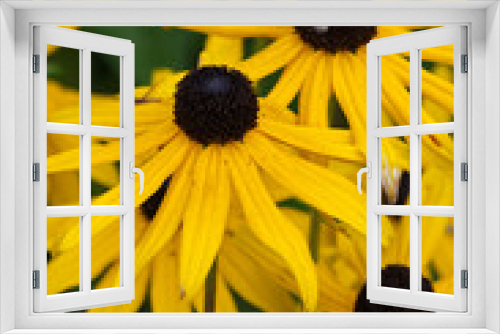 Fototapeta Naklejka Na Ścianę Okno 3D - Black-Eyed Susans Blooming in a Garden