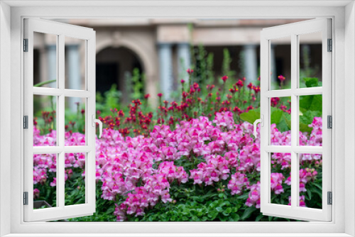 Fototapeta Naklejka Na Ścianę Okno 3D - Flowers blooming in a garden