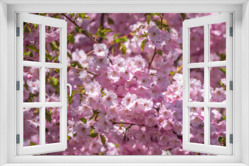 Fototapeta Naklejka Na Ścianę Okno 3D - Lush blooming pink sakura blossoms. Spring Background image