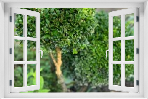 Fototapeta Naklejka Na Ścianę Okno 3D - Spherical boxwood bushes close up. Lawn with plants. Boxwood, an evergreen deciduous plant.