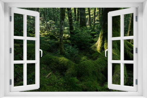 Fototapeta Naklejka Na Ścianę Okno 3D - 長野県白駒池の苔の森　秋