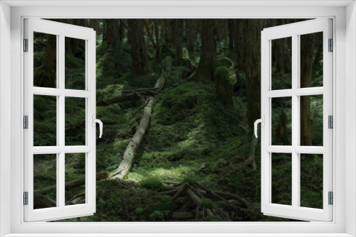 Fototapeta Naklejka Na Ścianę Okno 3D - 長野県白駒池の苔の森　秋
