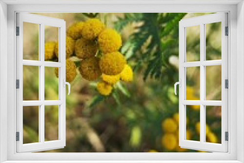 Fototapeta Naklejka Na Ścianę Okno 3D - Tanacetum vulgare L. - Golden plant in the garden 