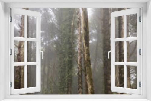 Fototapeta Naklejka Na Ścianę Okno 3D - rainy green and foggy forest in portugal