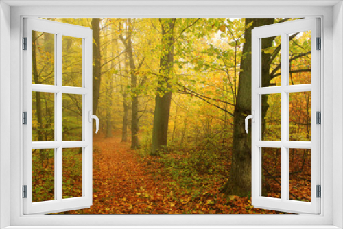 Fototapeta Naklejka Na Ścianę Okno 3D - Foggy autumn Forest with colorful Trees