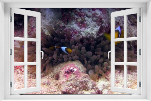 Fototapeta Naklejka Na Ścianę Okno 3D - Clown fish