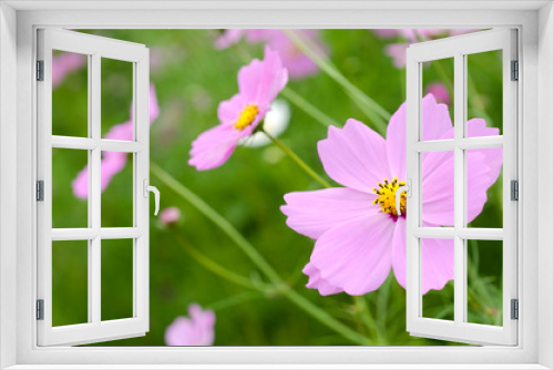 Fototapeta Naklejka Na Ścianę Okno 3D - 緑の中の薄いピンクのコスモスの花
