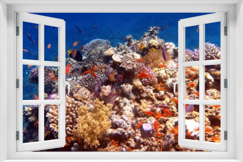 Fototapeta Naklejka Na Ścianę Okno 3D - Red sea coral reefs