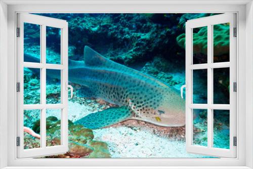 Fototapeta Naklejka Na Ścianę Okno 3D - Leopard and zebra shark at the coral reef