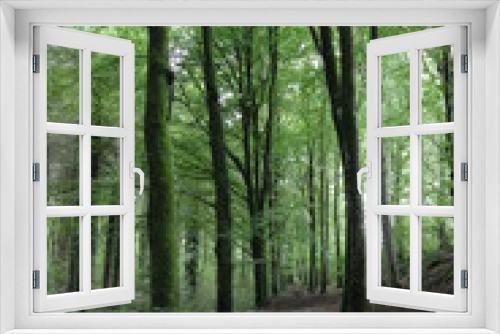 Fototapeta Naklejka Na Ścianę Okno 3D - Tall Green Woodand Forest Path Background