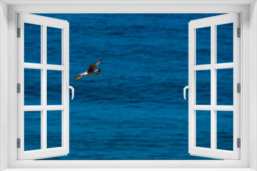 Fototapeta Naklejka Na Ścianę Okno 3D - seagull in the sea