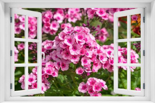 Fototapeta Naklejka Na Ścianę Okno 3D - Pretty garden phlox Pink Flame flowers in a garden