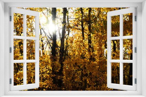 Fototapeta Naklejka Na Ścianę Okno 3D - An image of brightly color autumn leaves in late fall. 