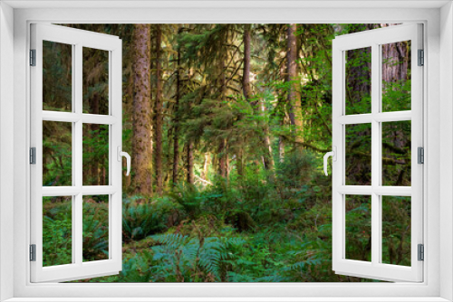 Fototapeta Naklejka Na Ścianę Okno 3D - moss covered trees in lush rain forest in the northwest pacific in the Hoh rain forest in Olympic national park in Washington state.