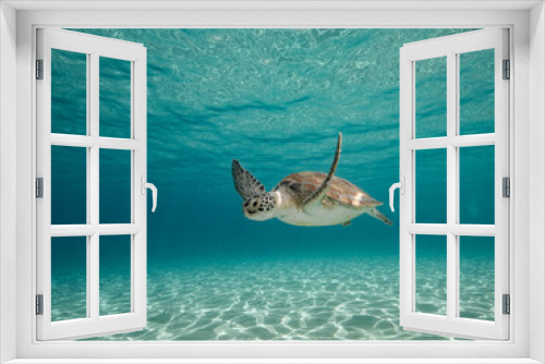 Fototapeta Naklejka Na Ścianę Okno 3D - green sea turtle swimming toward camera turquoise shallow water