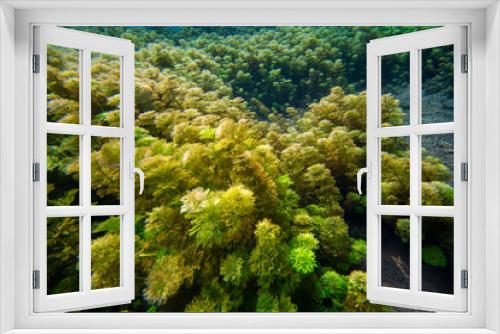 Fototapeta Naklejka Na Ścianę Okno 3D - Green Aquatic Plants in Clear Water