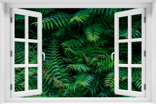 Fototapeta Naklejka Na Ścianę Okno 3D - Dense fern greenery, leaf wall, dark photo
