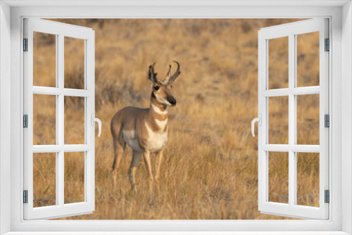 Fototapeta Naklejka Na Ścianę Okno 3D - pronghorn antelope, bucks, 