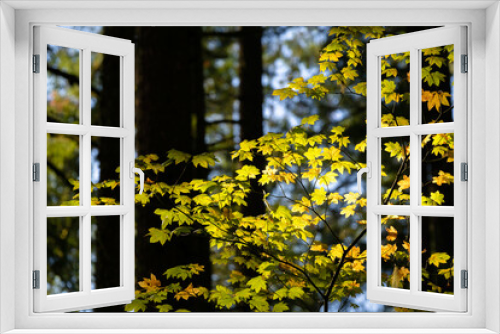 Fototapeta Naklejka Na Ścianę Okno 3D - Fall Color in Oregon Forest at Silver Falls State Park
