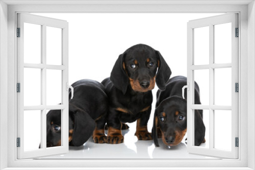 Fototapeta Naklejka Na Ścianę Okno 3D - curious 3 little teckel dachshund dogs sniffing and searching around