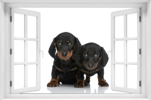 Fototapeta Naklejka Na Ścianę Okno 3D - beautiful couple of two teckel dachshund puppies on white background