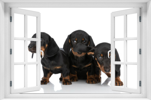 Fototapeta Naklejka Na Ścianę Okno 3D - adorable group of three teckel dachshund puppies looking around in studio