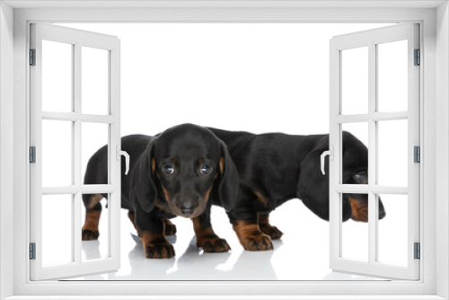 Fototapeta Naklejka Na Ścianę Okno 3D - side view of little timid teckel dachshund puppies looking to side