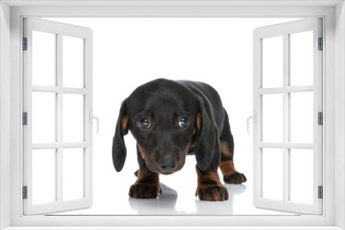 Fototapeta Naklejka Na Ścianę Okno 3D - shy teckel dachshund doggy standing and searching in studio